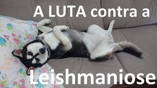 Tratamento da Leishmaniose  não desista do seu cão [upl. by Nyllij]