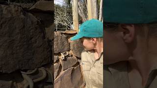 Snakes breeding… australia wildlife whipsnake snakeeducation [upl. by Terryl123]