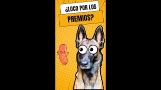 La Verdad sobre los Premios en el Adiestramiento Canino [upl. by Adamina]