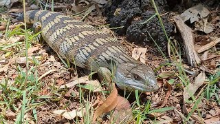 Blue tonged skink at Nandeebie Park 13 December 2024 [upl. by Ahsinej]