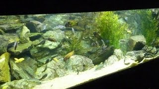 Tanganyika Fish Tank Aquarium [upl. by Mcleroy]