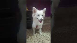 🐾💕❤️🫠🫠 milky doglover cute milkies youtubeshort love pets shorts [upl. by Benildas]