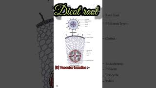 internal structure of dicot root in 60 sec [upl. by Eddie826]