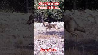 Lobos ibéricos atraviesan el cortafuegos en busca de alimento [upl. by Rolecnahc289]