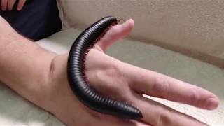 Giant African Millipede [upl. by Erasmo]