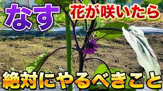 【なす栽培】花が咲いたら必ずやるべき作業！最初の芽かきは今後の生育に大きく影響してきます！（芽かき・追肥） [upl. by Read]