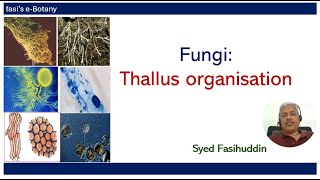 Fungi Thallus Organisation [upl. by Whatley148]