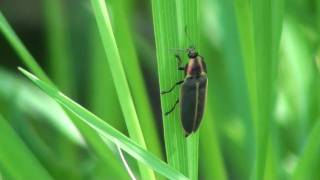 Firefly Lampyridae Pyractomena borealis on Grassblade [upl. by Row]