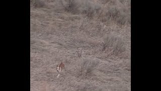 Coyote Hunting  The BEST DECOY DOGGIN video Coyote Assassins Episode 31 [upl. by Ayanaj]