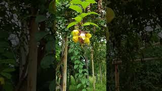 Gmelina philippensisflowers of yellow blossoms from a pendant structure overlapping bracts [upl. by Rossi687]