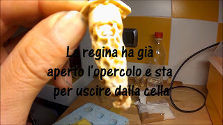 Nascita e marcatura di unape regina [upl. by Yeltneb]