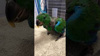 Removal of a digestive foreign body from a young eclectus parrot eclectusparrot [upl. by Heigl]