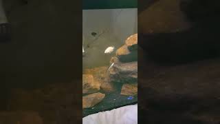 Cichlid breeding update fish aquarium aquariumaquascape fishaquarium cichlid [upl. by Cailly]