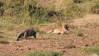 Lioness Fights Crocodile Away from Cubs  World Wild Web [upl. by Victory]