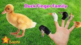 Gia Đình Ngón Tay Con Vịt Duck Finger Family  Finger Family Songs [upl. by Queen410]