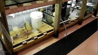 Red porgy or ornamental fish larviculture system for aquaculture lab classroom [upl. by Noemi]