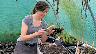 Sow Seeds with Me  Squash Beetroot Peas amp Courgette [upl. by Sylirama648]