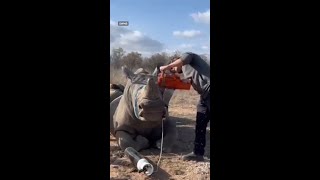 Aussie veterinarian fighting the poaching crisis in South Africa [upl. by Aiel]