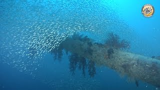 ISE Egypt wreck safari 2012  Rosalie Moller [upl. by Backer679]