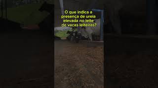 ❓Milk Quiz❓Nutrição de ruminantes vaca gado milk fazenda quiz nutriçãoanimal [upl. by Berns32]