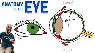 Anatomy of the Eye [upl. by Bolten]