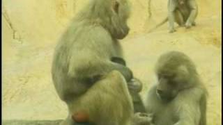 Baby Baboon at North Carolina Zoo [upl. by Arnulfo]