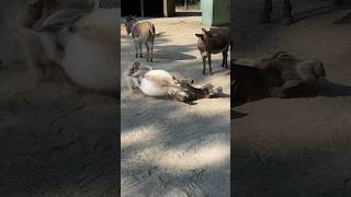 Petting zoo animals at Cedar Point living their best lives 🫏 [upl. by Anton755]