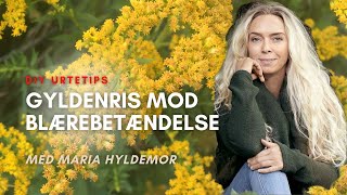 Gyldenris mod blærebetændelse [upl. by Nerej]