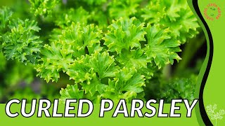 Everything About CURLED PARSLEY in 1 Minute History Growing Nutrition Companion Planting [upl. by Ecyoj68]