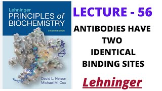 Antibodies have two Identical Binding Sites  lecture  56  Lehninger Net jrf  IITJam [upl. by Taite]