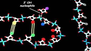 Group I Intron Splicing part 1 [upl. by Conyers]