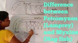 Difference between Petromyzon Lampreyand Myxine Hag fish [upl. by Itirahc]