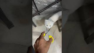 Meo cat food  billo rani ke maje hi maje shorts [upl. by Scoles]