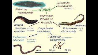 KLASIFIKASI CACINGVERMES LENGKAP SIMPEL [upl. by Aliwt297]