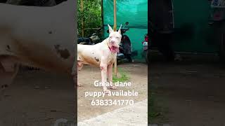 Great dane puppy sale in maduraicoimbatorechennaithirupurselamTrichyVelloregreatdanepuppy [upl. by Rolph]