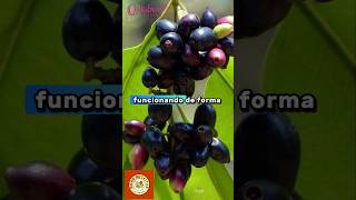 jamelão fruta jamelao beneficios saude intestino inflamação remedioscaseros outubrorosa [upl. by Neraj867]