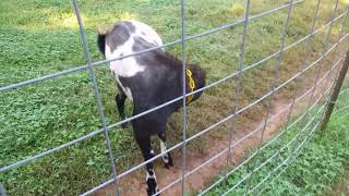 Lamancha goat buck in heat [upl. by Neraj751]