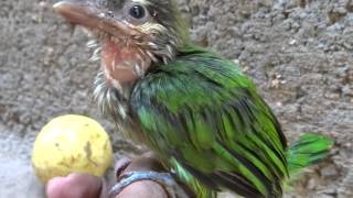 WhiteCheeked Barbet [upl. by Giovanni]