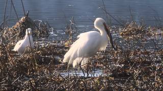 Grande Aigrette et Goéland brun [upl. by Eatnoed708]