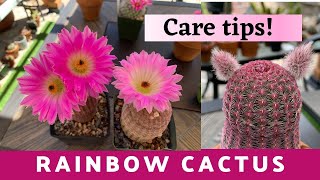 Rainbow Hedgehog Cactus Care Guide Echinocereus rigidissimus  How to take Care Of Cactus [upl. by Ecerahc]