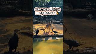 Kangaroo fight in Hongshan ZooKangarooFight wildlifemoments AnimalLovers [upl. by Dareen]