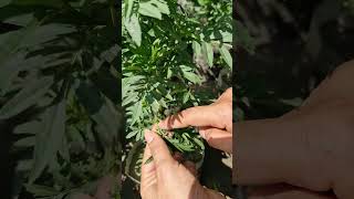 Want fuller bushier marigolds Try the pinching method ✂️🌿iamthegardener marigoldpinching [upl. by Boudreaux136]