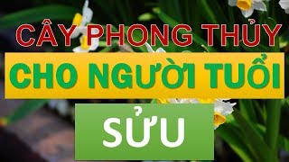 Cây phong thủy hợp với người tuổi Sửu [upl. by Ocsic]