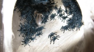 RETRIEVING AND TRANSFERRING THE AVICULARIA VERSICOLOR SLINGS [upl. by Mohn]