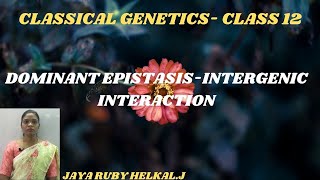 CLASSICAL GENETICS INTERGENIC INTERACTION DOMINANT EPISTASIS CLASS 12 [upl. by Hgierb208]