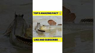 Top 5 Amazing Facts 😱 facts amazingfactsfacts funfact factvhindi interestingfact factv facts [upl. by Neiluj]