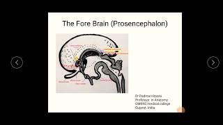 Development of thalamus  hypothalamus pituitary gland and cerebrum [upl. by Saree]