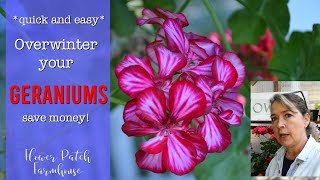 Geraniums overwinter them  quick amp easy [upl. by Adnalro]