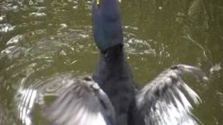 new zealand scaup [upl. by Anoirtac]