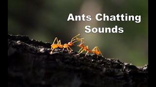 Ant Sounds  Different Ant Noises Recorded [upl. by Dorri]